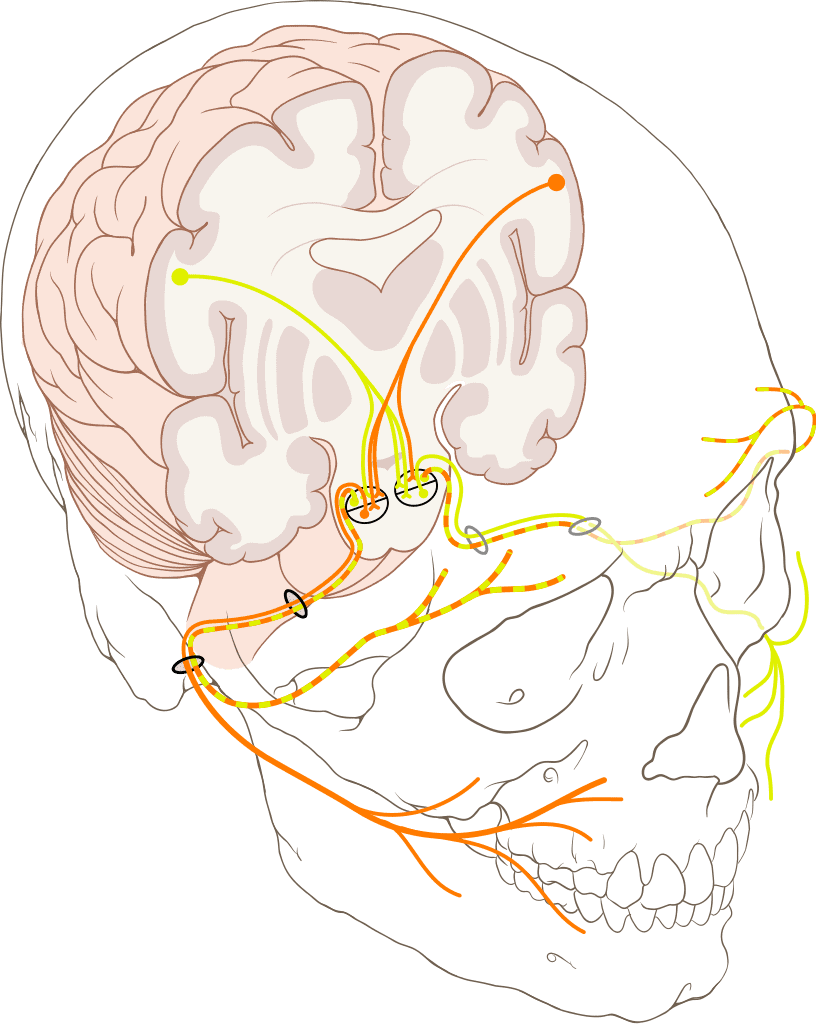 CN VII Nerve